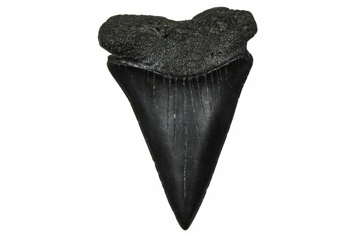 Fossil Broad-Toothed Mako Tooth - South Carolina #374785